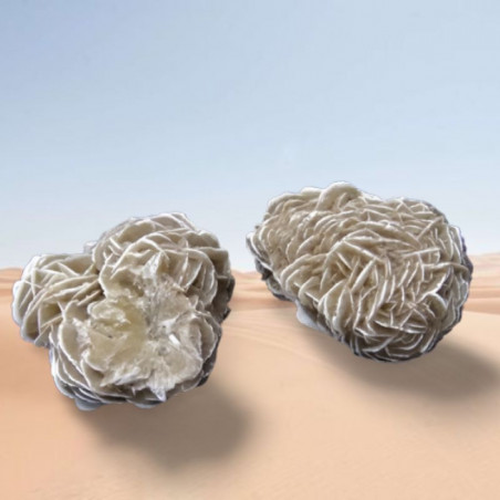 2 Rosas del Desierto Blanca...