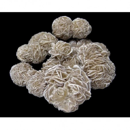 2 Rosas del Desierto Blanca...